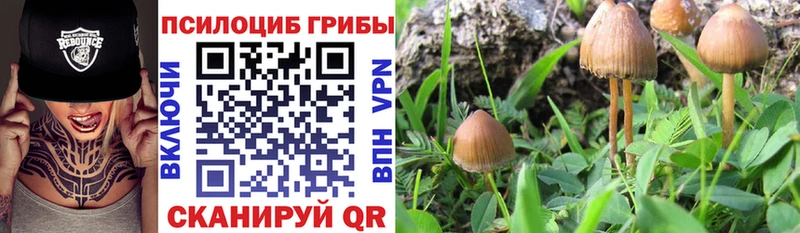 Галлюциногенные грибы Psilocybe  Углич 